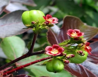 Exotic - Jatropha gossypiifolia - bellyache bush