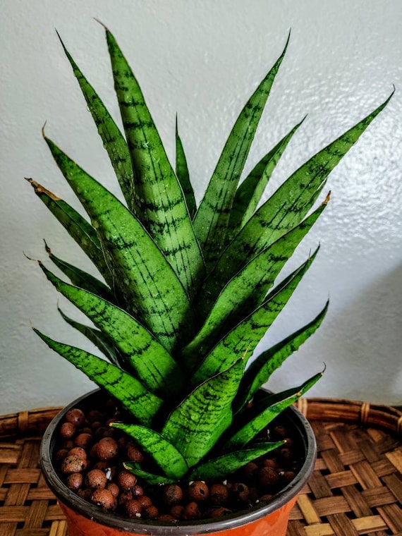 Rare Pineapple Sansevieria 'magnificent' - Etsy