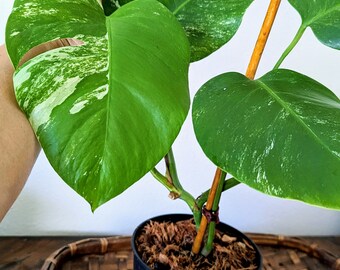 Monstera Thai Constellation - Aroid