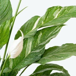 Variegated Peace Lily 'Domino' - Spathiphyllum