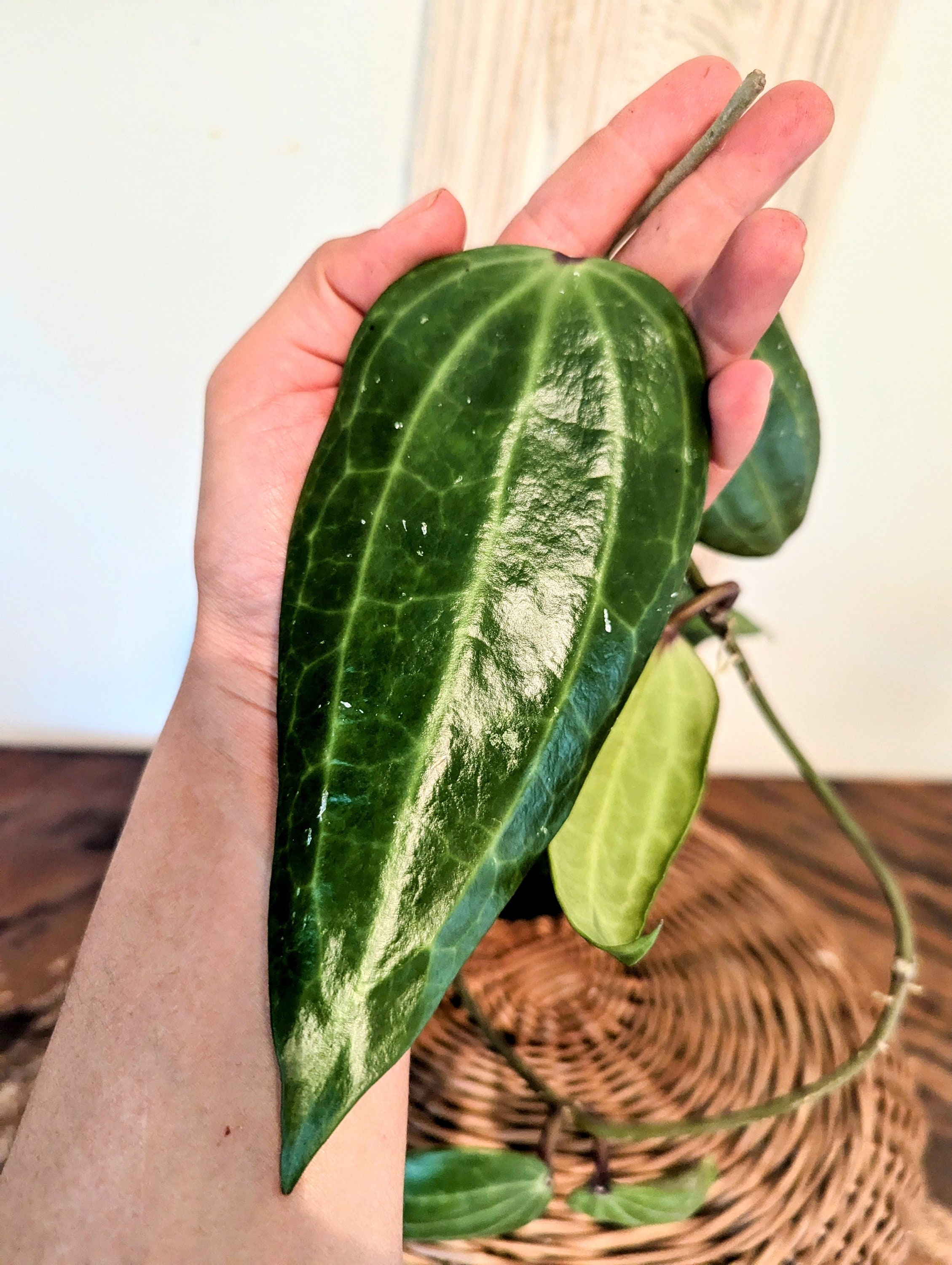 Unusual Hoya Clandestina - Etsy