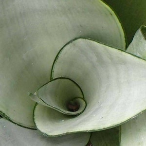 Sansevieria Trifasciata ‘Moonshine' (Silver Snake)