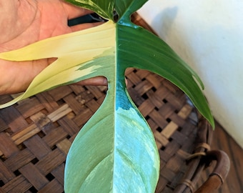 Philodendron 'Florida Beauty' Variegated -  Well-rooted plants