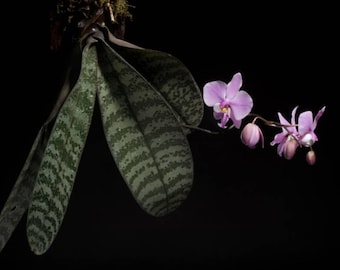 Exotic foliage and fragrance Phalaenopsis schilleriana