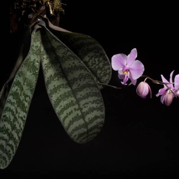 Exotic foliage and fragrance Phalaenopsis schilleriana