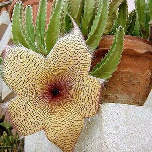 Starfish Cactus Stapelia gigantea image 1