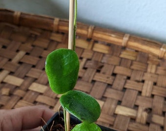 Unusual Hoya Rotundiflora