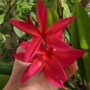 Rare Star shaped Plumeria 'J.L. Hilo Red'