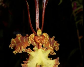 Unusual Orchid - Oncidium Psychopsis 'Mariposa' - Blooming Size