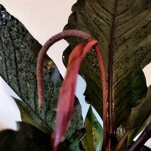 Unusual Plant - Anthurium 'marie' - Etsy