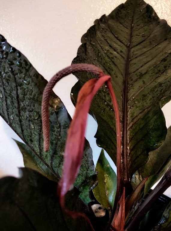 Unusual Plant - Anthurium 'marie' - Etsy