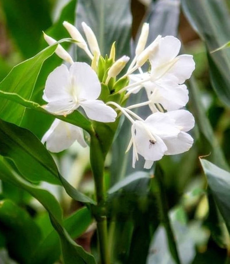 Very Fragrant Hedychium Coronarium 'Butterfly Ginger' Live Rhizome image 1