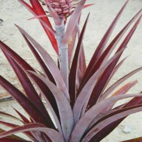 Exotic Red Pineapple - Ananas Lucidus