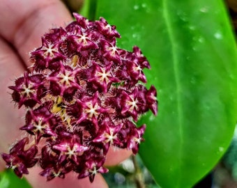 Rare Hoya Mindorensis