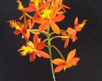 Epidendrum Orchid " orange"