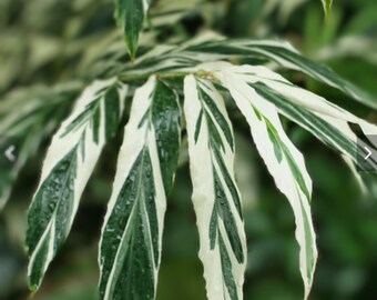 Variegated ginger - Alpinia Sanderae A. Vittata - Live rhizome