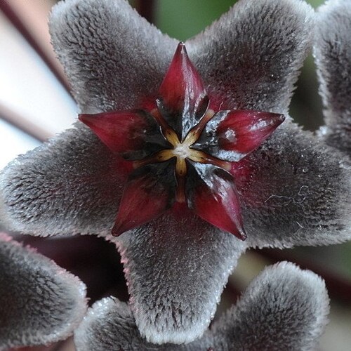 Exotic Hoya Pubicalyx 'royal hawaiian' purple splash