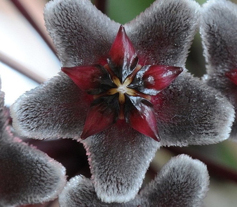 Exotic Hoya Pubicalyx 'royal hawaiian' purple splash image 1