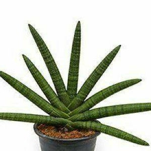 May include: A Sansevieria cylindrica plant, also known as a snake plant, in a black pot. The plant features multiple cylindrical, dark green leaves with horizontal stripes. The pot sits against a plain white background.