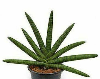 Unique Sansevieria Cylindrica "starfish Snake Plant" - Etsy