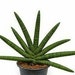 see more listings in the Sansevieria Collection section