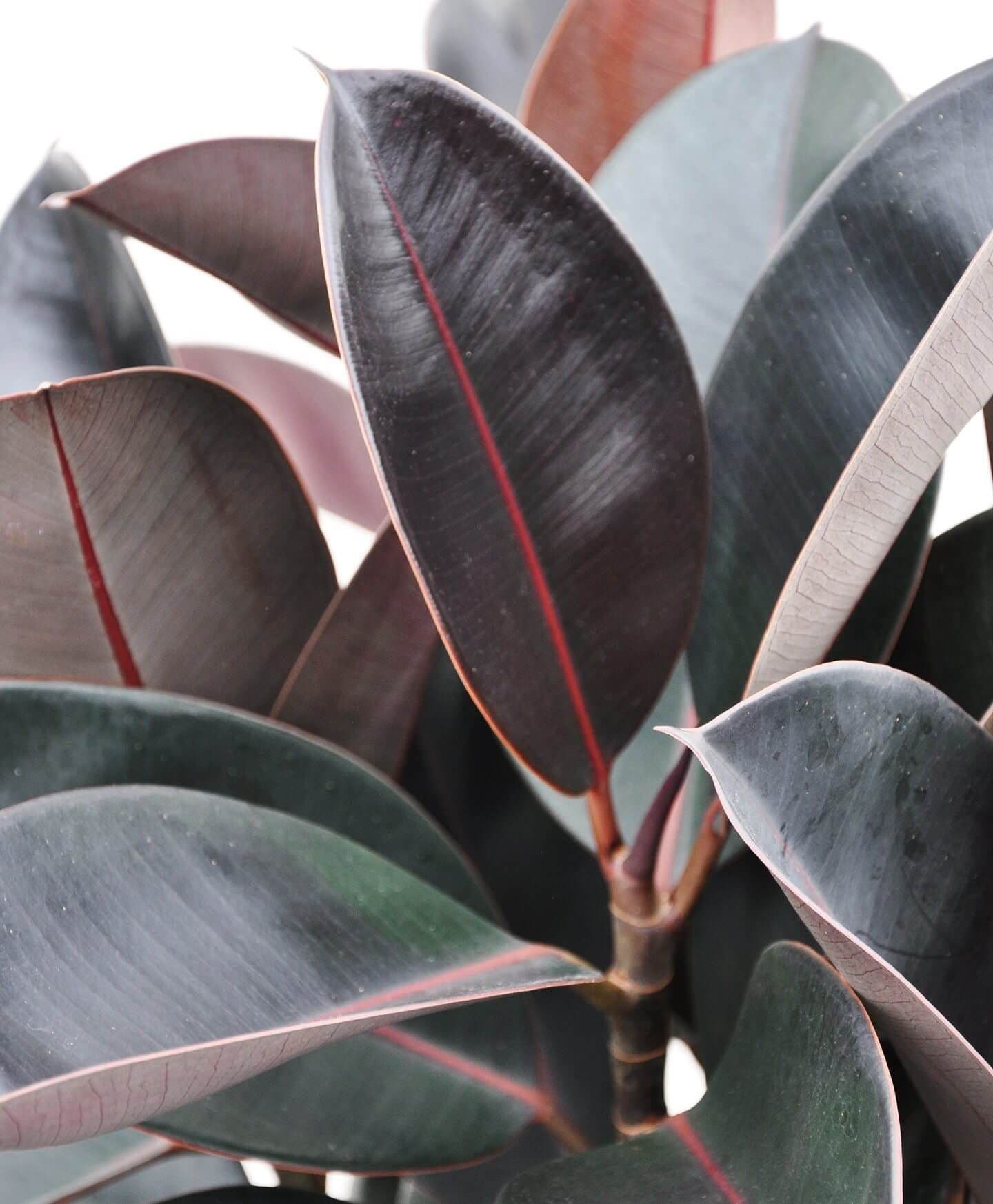 Ficus Elastica Burgundy Rubber Plant