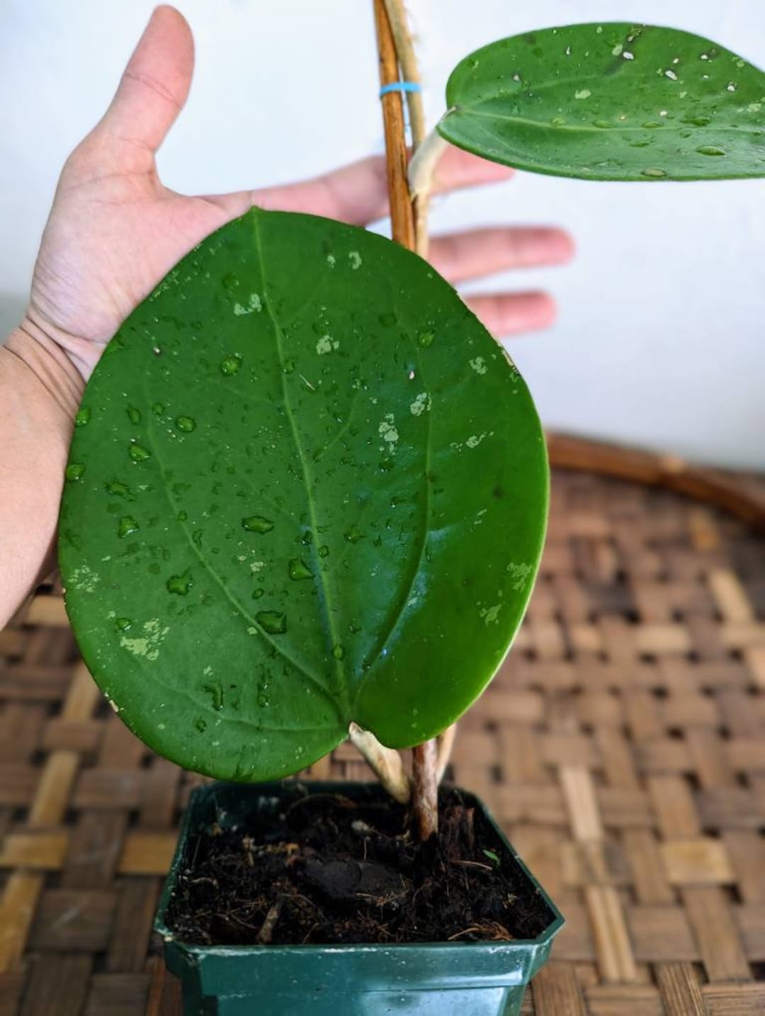 Hoya Latifolia Dinner Plate Hoya Etsy