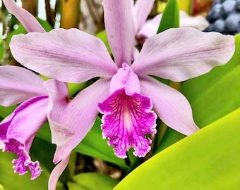 Cattleya forbesii pink lavender