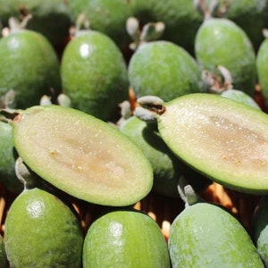 Guavasteen - Pineapple Guava "Feijoa Sellowiana"