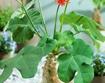 Jatropha Podagrica 'Buddha Belly'