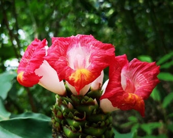 Rare Costus lucanusianus - Live plant