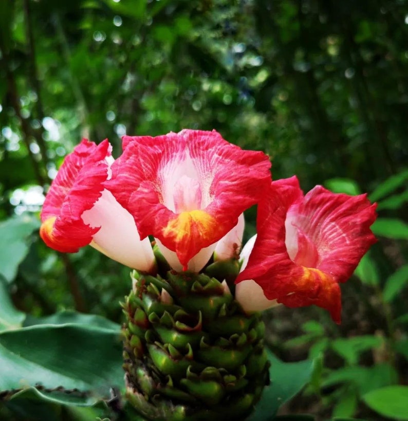 Rare Costus lucanusianus Live plant image 1