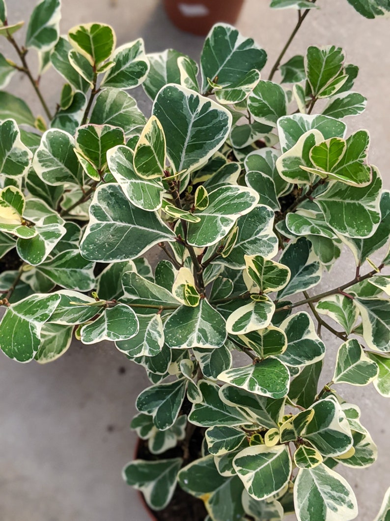 Large plant Ficus Natalensis leprieurii Variegata Heart Leaf Ficus 10 pot size/ 24 tall image 1