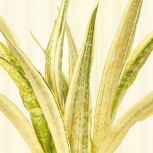 Sansevieria Ghost Snake Plant - Etsy