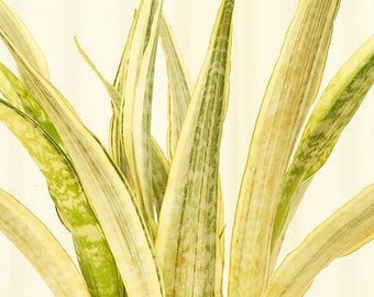 Rare Sansevieria Yellowstone