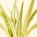 see more listings in the Sansevieria Collection section