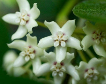 Large Plant- Hoya Australis - Fragrance