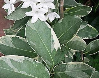 Stephanotis floribunda "Variegated Madagascar Jasmine"