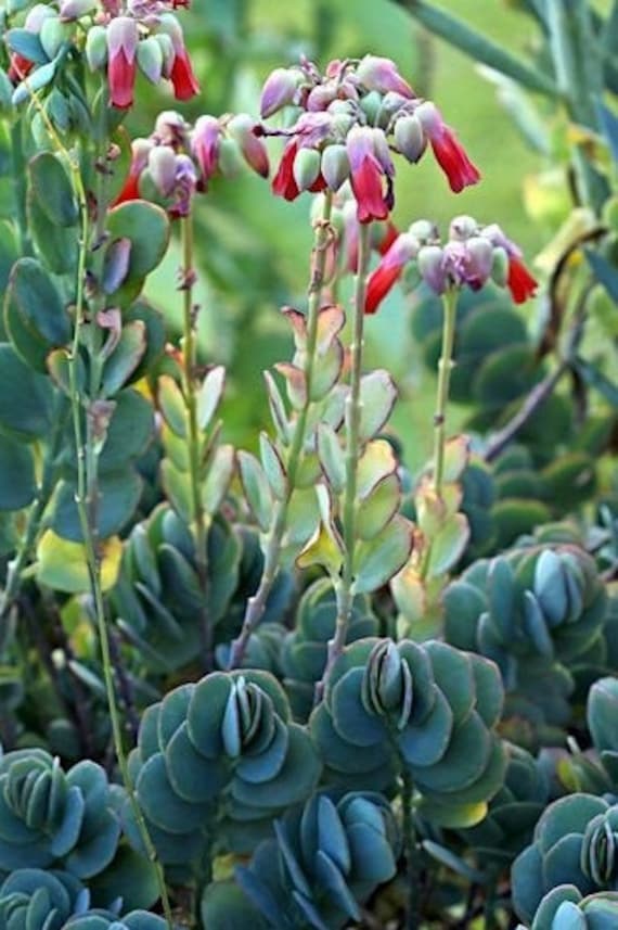 Kalanchoe Fedtschenkoi - Crassulaceae - Etsy