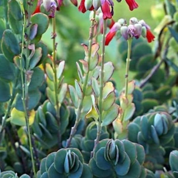 Kalanchoe fedtschenkoi - Crassulaceae