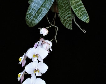 Rare Orchid Phalaenopsis philippinensis