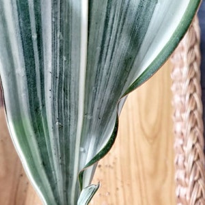 Unique Sansevieria Sayuri