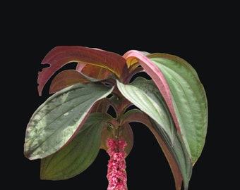 RARE Medinilla ‘Gregori Hambali’