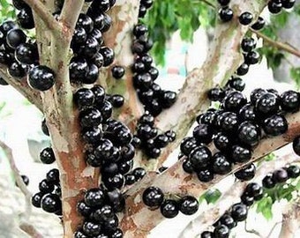 RARE fruit tree Jaboticaba - Myrciaria vexator - 3 gallon