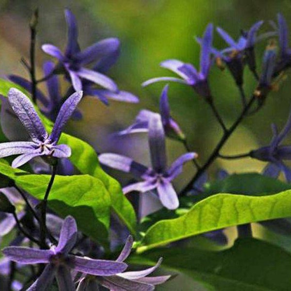 Queen's wreath  'Petrea Volubilis' 10" pot size