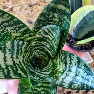 Sansevieria Forest Star