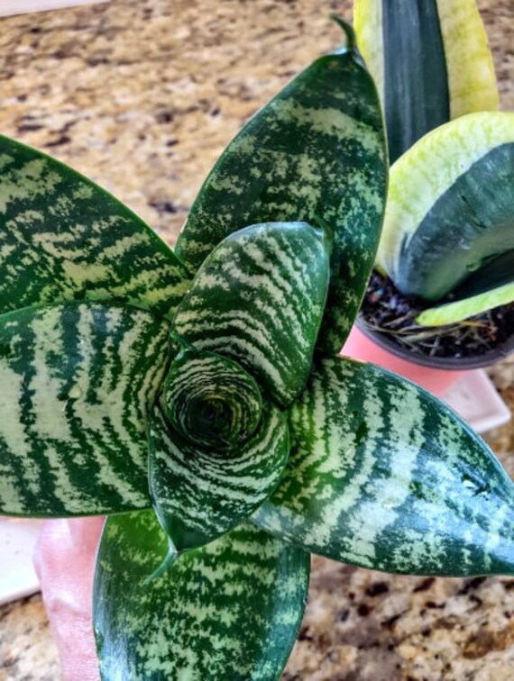 sansevieria coppertone Sansevieria kirkii 'Coppertone' – Jordan's Jungle main image 1