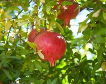 Pomegranate Punica Granatum