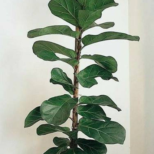 Air Purifying Plant Etsy