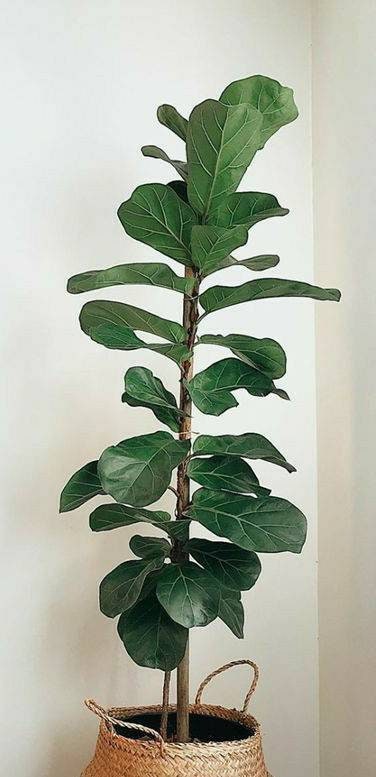 Indoor Air Purifying Plant - Fiddle Leaf Fig Tree ' Ficus lyrata&…